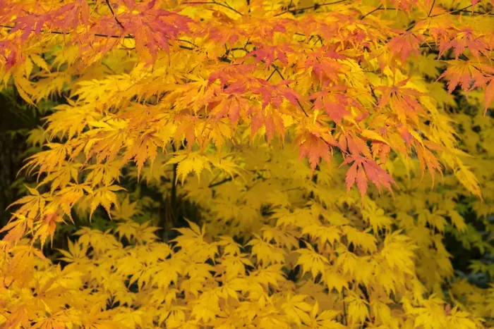 Framed Print : Japanese maple tree in autumn, New England Framed Print : Japanese maple tree in autumn, New England