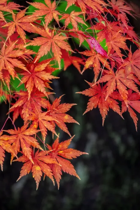 Framed Print : Japanese maple tree in autumn, New England Framed Print : Japanese maple tree in autumn, New England