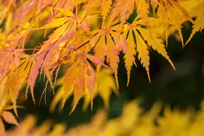 Framed Print : Japanese maple tree in autumn, New England Framed Print : Japanese maple tree in autumn, New England