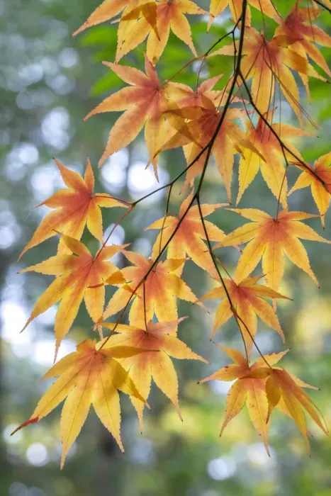 Framed Print : Japanese maple tree in autumn, New England Framed Print : Japanese maple tree in autumn, New England