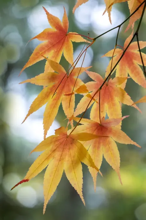 Framed Print : Japanese maple tree in autumn, New England Framed Print : Japanese maple tree in autumn, New England