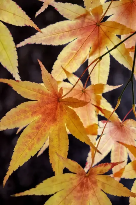 Framed Print : Japanese maple tree in autumn, New England