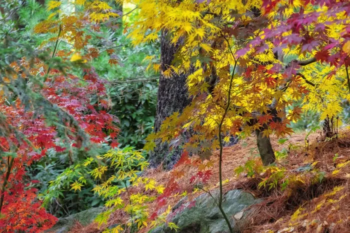 Framed Print : Japanese maple tree in autumn, New England Framed Print : Japanese maple tree in autumn, New England