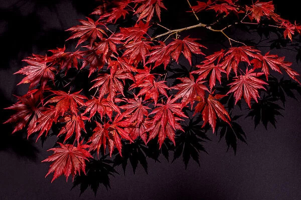 Japanese maple tree detail, New England