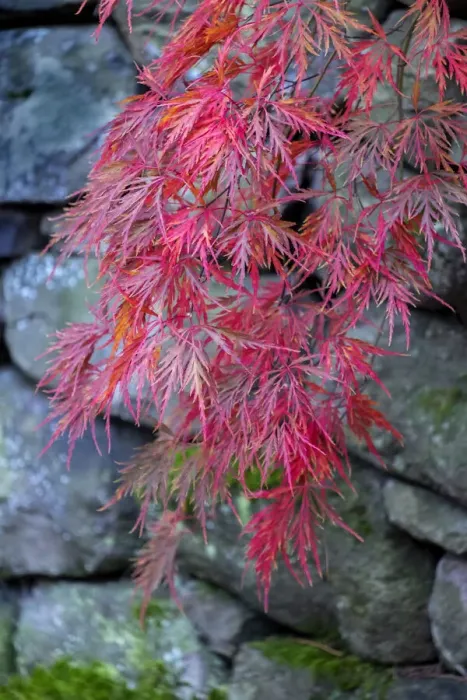 Framed Print : Japanese maple tree detail, New England Framed Print : Japanese maple tree detail, New England