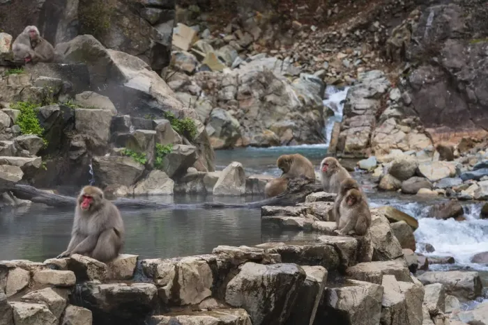 Framed Print : Japanese snow monkeys, macaques, sitting around the hot springs of Jigokudani Park