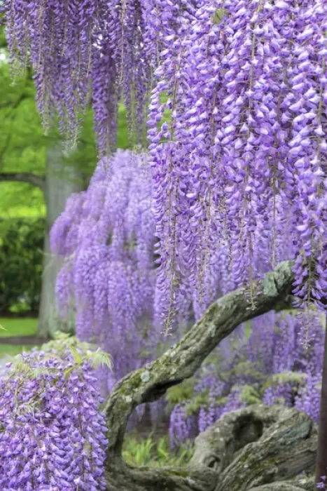 Framed Print : Japanese Wisteria, Longwood Gardens, Kennett Square, Pennsylvania, USA Framed Print : Japanese Wisteria, Longwood Gardens, Kennett Square, Pennsylvania, USA