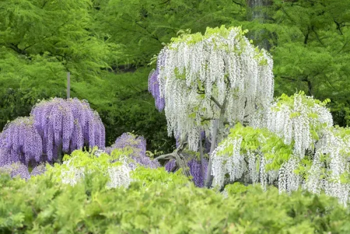 Framed Print : Japanese Wisteria, Longwood Gardens, Kennett Square, Pennslyvania, USA Framed Print : Japanese Wisteria, Longwood Gardens, Kennett Square, Pennslyvania, USA