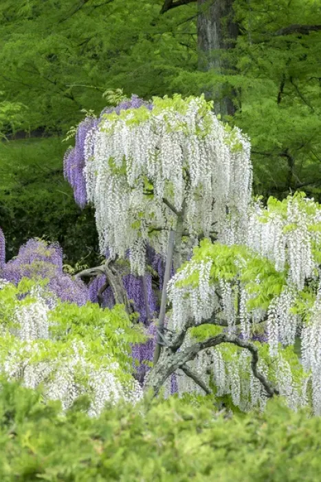 Framed Print : Japanese Wisteria, Longwood Gardens, Kennett Square, Pennslyvania, USA Framed Print : Japanese Wisteria, Longwood Gardens, Kennett Square, Pennslyvania, USA