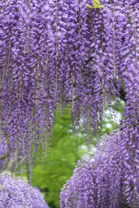 Framed Print : Japanese Wisteria, Longwood Gardens, Kennett Square, Pennsylvania, USA Framed Print : Japanese Wisteria, Longwood Gardens, Kennett Square, Pennsylvania, USA