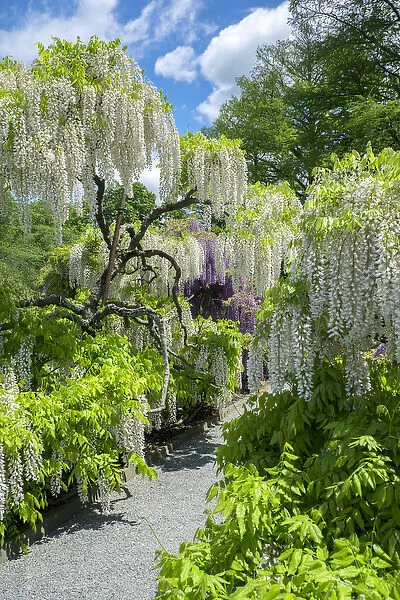Japanese Wisteria, Longwood Gardens, Kennett Square, Pennslyvania, USA