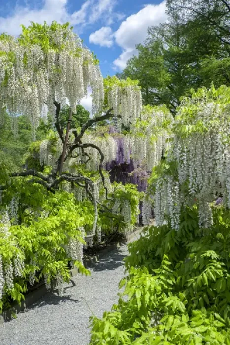 Framed Print : Japanese Wisteria, Longwood Gardens, Kennett Square, Pennslyvania, USA