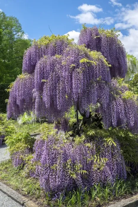Framed Print : Japanese Wisteria, Longwood Gardens, Kennett Square, Pennslyvania, USA Framed Print : Japanese Wisteria, Longwood Gardens, Kennett Square, Pennslyvania, USA