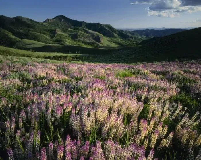 Framed Print : Jarbridge Wilderness and Mountains, Nevada, Spur lupine (Lupinus arbustus), Marys River Basin Framed Print : Jarbridge Wilderness and Mountains, Nevada, Spur lupine (Lupinus arbustus), Marys River Basin