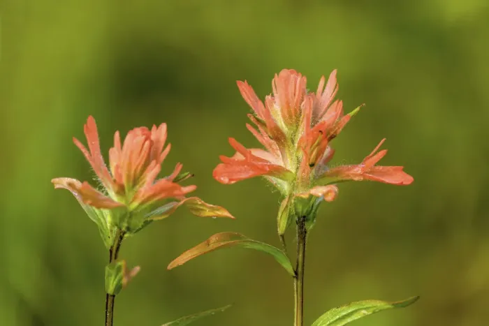 Framed Print : Jasper National Park, Alberta, Canada. Red Indian Paintbrush (Castilleja miniata) Framed Print : Jasper National Park, Alberta, Canada. Red Indian Paintbrush (Castilleja miniata)