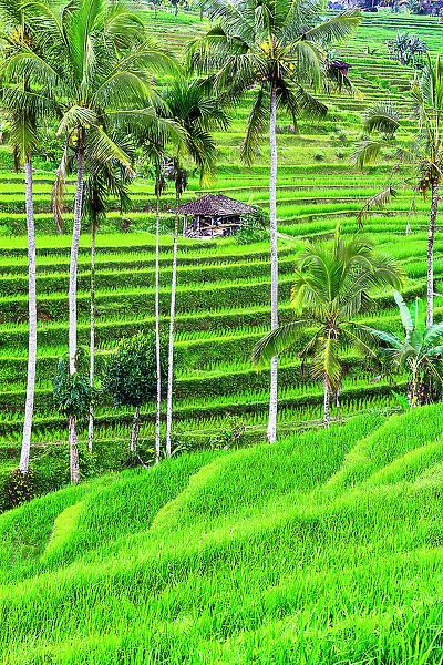 Jatiluwih rice terrace, a popular tourist experience near the center of Bali close to Ubud