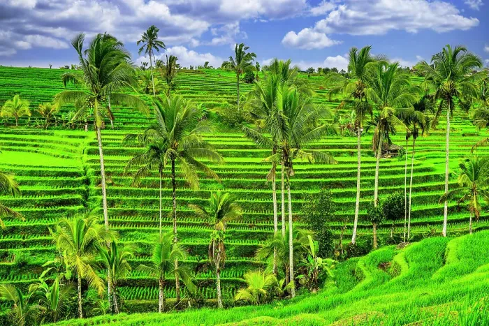 Framed Print : Jatiluwih rice terrace, a popular tourist experience near the center of Bali close to Ubud Framed Print : Jatiluwih rice terrace, a popular tourist experience near the center of Bali close to Ubud