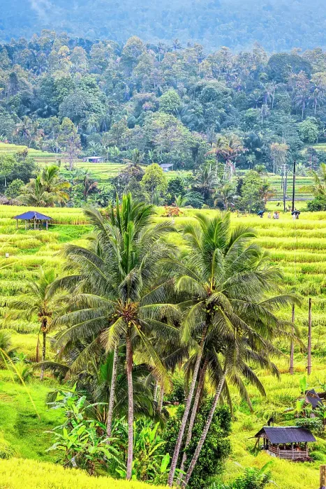 Framed Print : Jatiluwih Rice Terrace is a stunning UNESCO World Heritage Site, located in the Tabanan Regency of Bali, Indonesia Framed Print : Jatiluwih Rice Terrace is a stunning UNESCO World Heritage Site, located in the Tabanan Regency of Bali, Indonesia