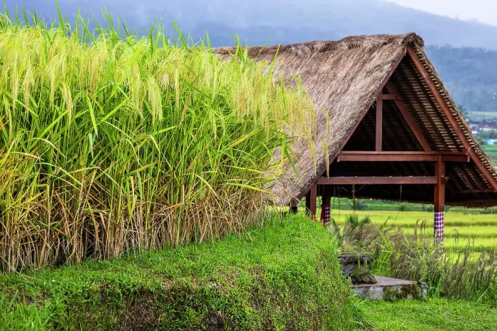 Framed Print : Jatiluwih Rice Terrace is a stunning UNESCO World Heritage Site, located in the Tabanan Regency of Bali, Indonesia
