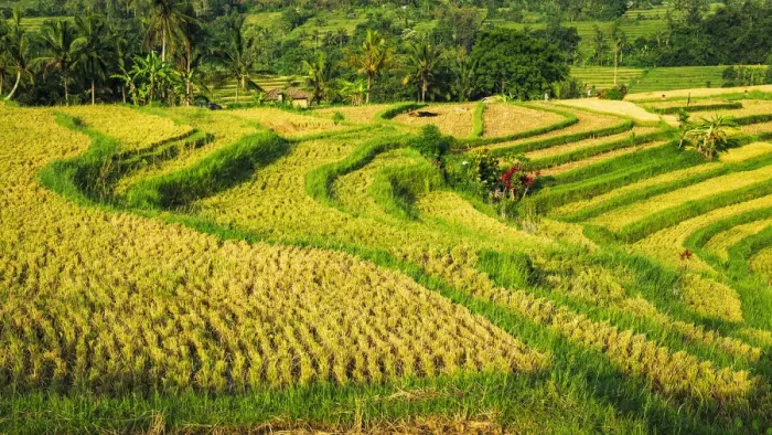 Framed Print : Jatiluwih Rice Terrace (UNESCO World Heritage Site), Bali, Indonesia Framed Print : Jatiluwih Rice Terrace (UNESCO World Heritage Site), Bali, Indonesia