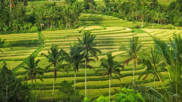 Framed Print : Jatiluwih Rice Terrace (UNESCO World Heritage Site), Bali, Indonesia Framed Print : Jatiluwih Rice Terrace (UNESCO World Heritage Site), Bali, Indonesia