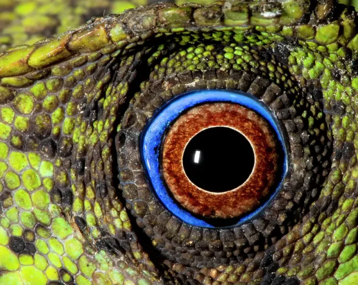 Framed Print : Javan hump-headed lizard