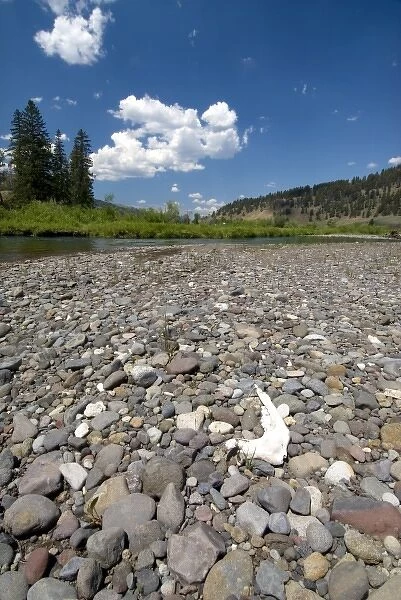 Jaw Bone on the bank of Soda Butte Creek, Yellowstone NP, Wyoming, USA