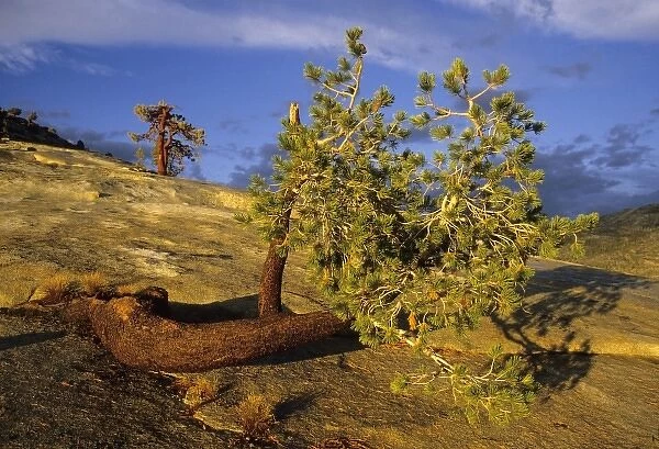 Jeffrey Pine tree, (Pinus jeffreyi), prostrate form, 8000, Yosemite National Park, California