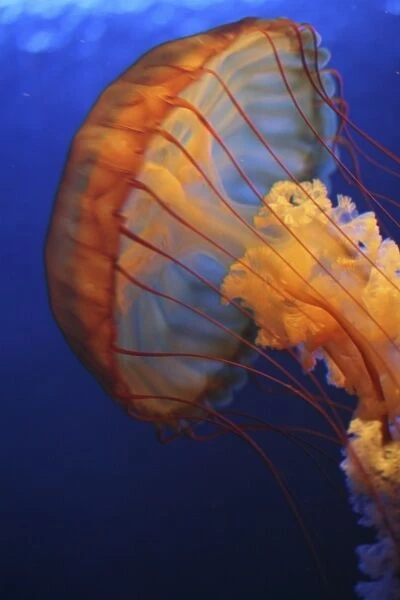 Jellyfish at the aquarium of the Americas, New Orleans, LA, USA