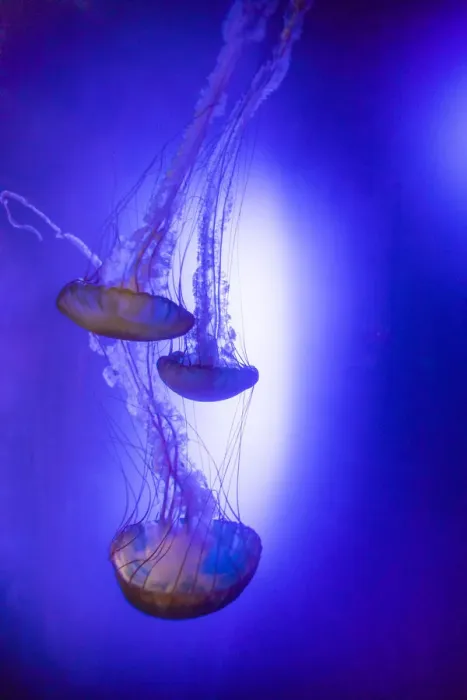 Framed Print : Jellyfish in aquarium exhibit