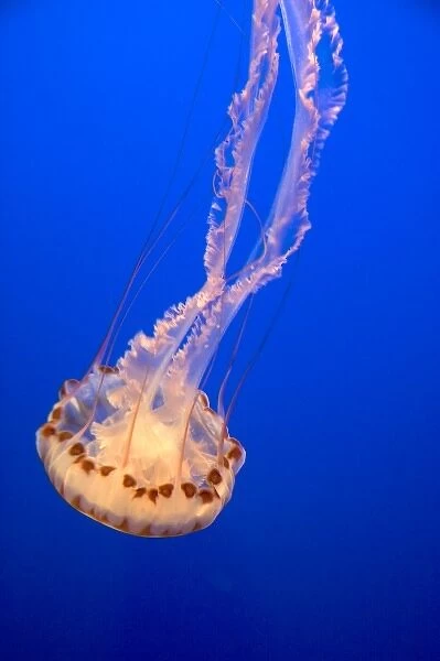Jellyfish display at the Monterey Bay Aquarium in Monterey, California