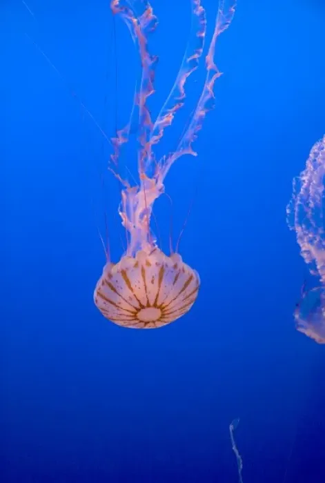 Framed Print : Jellyfish display at the Monterey Bay Aquarium in Monterey, California