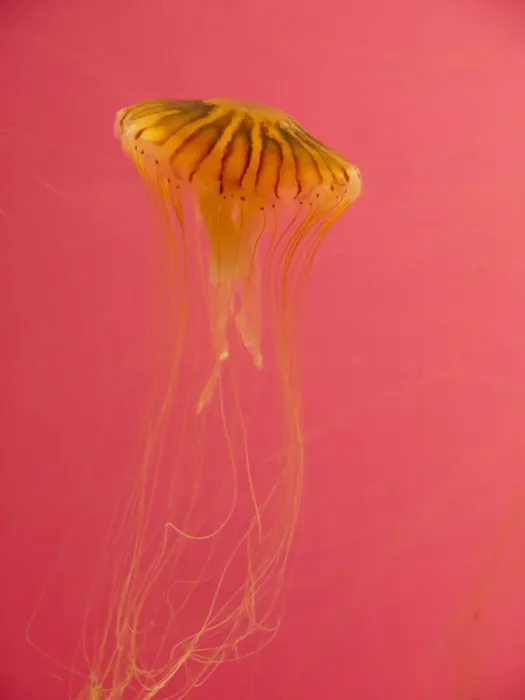 Framed Print : Jellyfish, Shedd Aquarium, Chicago, Illinois, USA