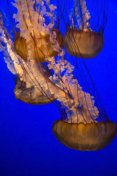 Jellyfish undulating in deep blue water