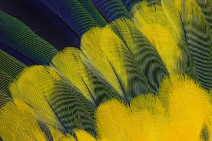 Framed Print : Jenday Conure Wing Feather Detail