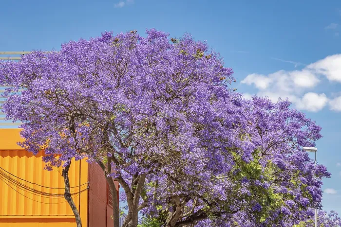 Framed Print : Jerez de la Frontera, Cadiz, Andalusia, Spain. A purple flowering tree against blue sky Framed Print : Jerez de la Frontera, Cadiz, Andalusia, Spain. A purple flowering tree against blue sky
