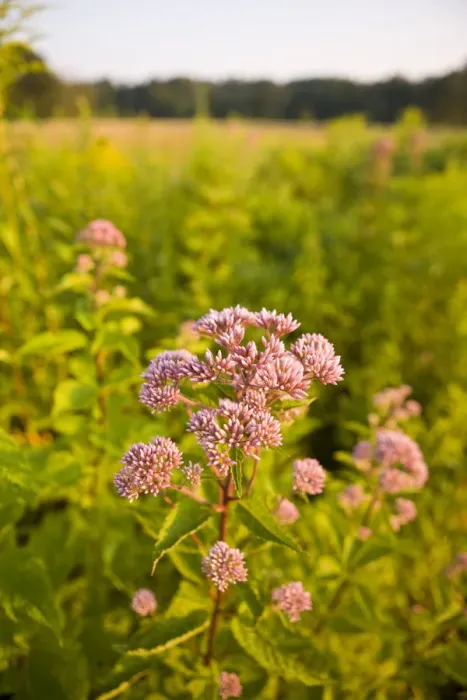 Framed Print : Joe-pye weed, Eutrochium purpureum, grows in a hay field in Bridgewater, Massachusetts Framed Print : Joe-pye weed, Eutrochium purpureum, grows in a hay field in Bridgewater, Massachusetts