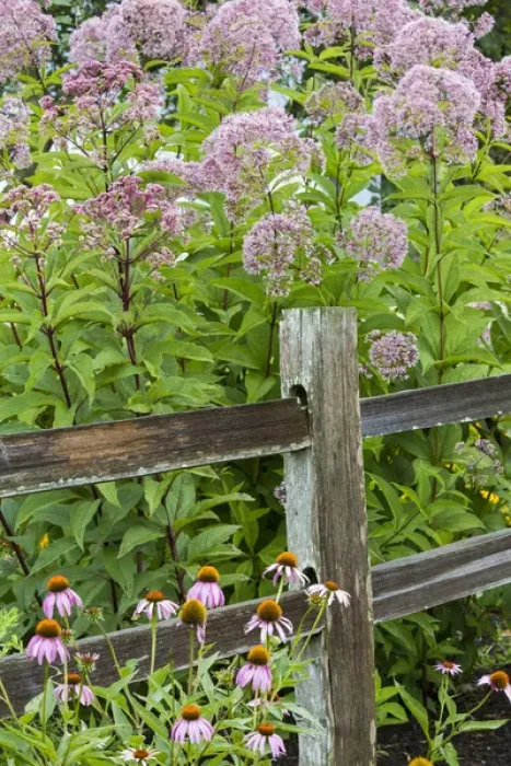 Framed Print : Joe Pye Weed (Eutrochium purpureum) and Purple Coneflowers (Echinacea purpurea) along fence