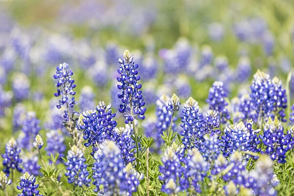 Johnson City, Texas, USA. Bluebonnet wildflowers in the Texas Hill Country