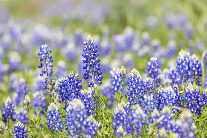 Framed Print : Johnson City, Texas, USA. Bluebonnet wildflowers in the Texas Hill Country Framed Print : Johnson City, Texas, USA. Bluebonnet wildflowers in the Texas Hill Country