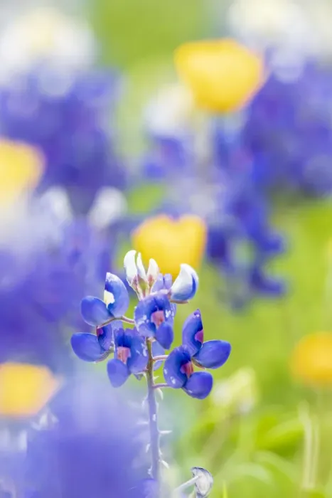 Framed Print : Johnson City, Texas, USA. Bluebonnet wildflowers in the Texas Hill Country Framed Print : Johnson City, Texas, USA. Bluebonnet wildflowers in the Texas Hill Country