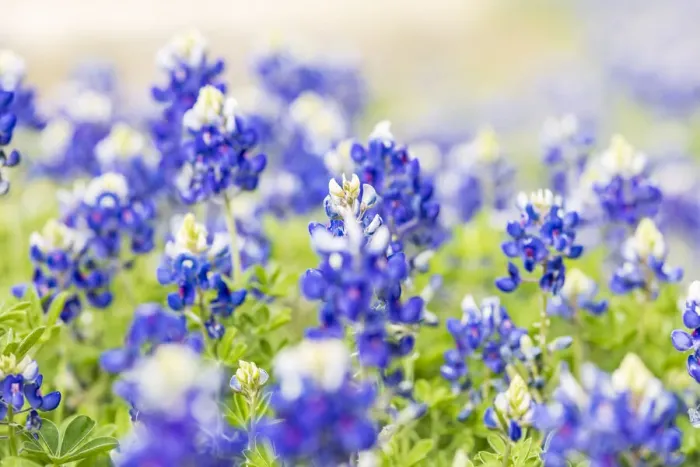 Framed Print : Johnson City, Texas, USA. Bluebonnet wildflowers in the Texas Hill Country
