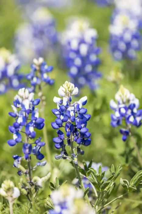 Framed Print : Johnson City, Texas, USA. Bluebonnet wildflowers in the Texas Hill Country Framed Print : Johnson City, Texas, USA. Bluebonnet wildflowers in the Texas Hill Country
