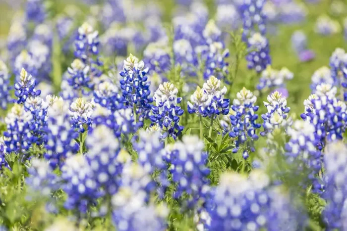 Framed Print : Johnson City, Texas, USA. Bluebonnet wildflowers in the Texas Hill Country Framed Print : Johnson City, Texas, USA. Bluebonnet wildflowers in the Texas Hill Country