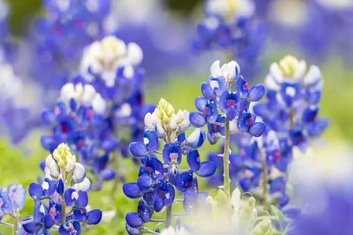 Framed Print : Johnson City, Texas, USA. Bluebonnet wildflowers in the Texas Hill Country Framed Print : Johnson City, Texas, USA. Bluebonnet wildflowers in the Texas Hill Country