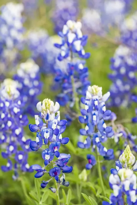 Framed Print : Johnson City, Texas, USA. Bluebonnet wildflowers in the Texas Hill Country Framed Print : Johnson City, Texas, USA. Bluebonnet wildflowers in the Texas Hill Country