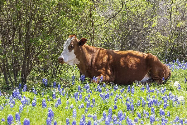 Johnson City, Texas, USA. Cow in bluebonnet wildflowers in the Texas Hill Country