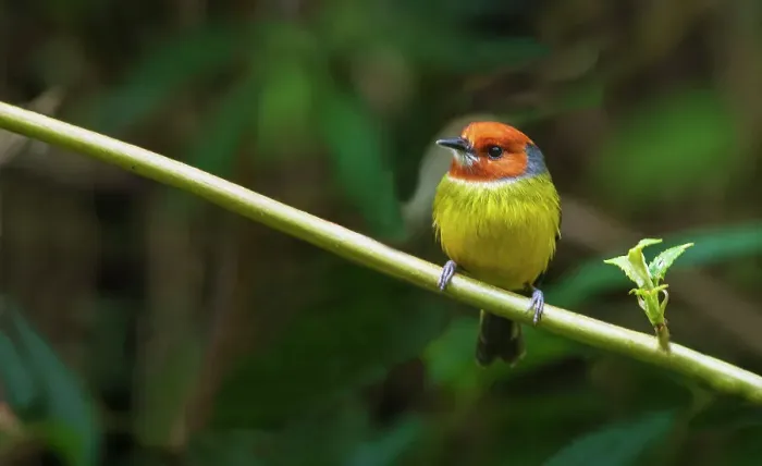 Framed Print : Johnson's tody- flycatcher searching for a meal in the deep forest of Northern Peru