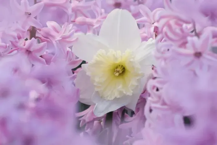 Framed Print : Jonquil, Narcissis spp. among hyacinth flowers, Indianapolis, Indiana Framed Print : Jonquil, Narcissis spp. among hyacinth flowers, Indianapolis, Indiana