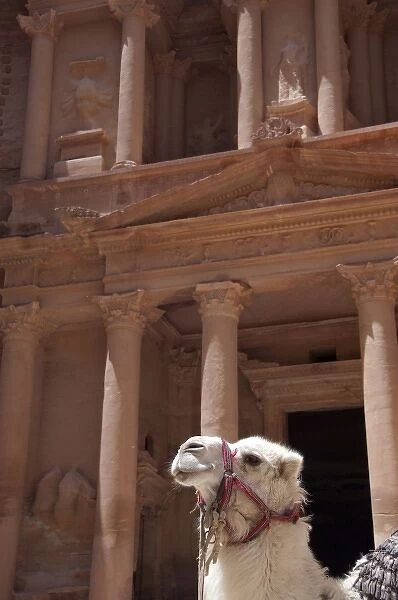 Jordan, Ancient Nabataean city of Petra. Camel in front of The Treasury (aka El Khazneh)